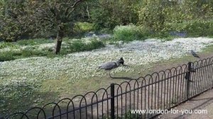 Королевские парки Лондона