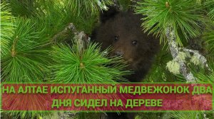 На Алтае испуганный медвежонок два дня сидел на дереве