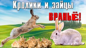 Кролики никого не убивают! А зайцы не кормят...