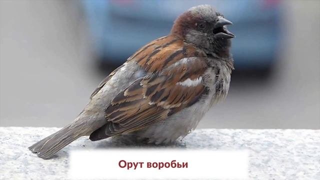 НАРОДНЫЕ ПРИМЕТЫ НА 28 МАРТА