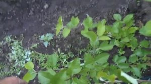 Совместил формировку яблони кордоном со стланцевой!