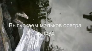 Бассейн своими руками на даче с биоплато (ч.18) Запускаем малька осетра