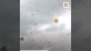 Трагедия в США! Как фестиваль воздушных шаров может обернуться катастрофой