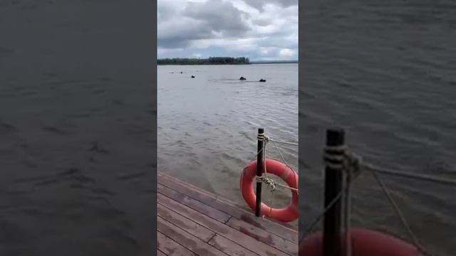 Лошади в реке смотреть онлайн