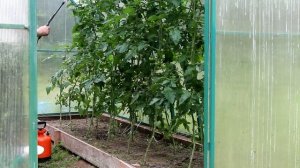 Выращивание томатов: шпаргалка на лето