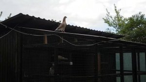 Скоро в небо! Bakı göyərçinlər. Almond Pigeons. کبوتر . ハト. Tauben. الحمام الصغير.