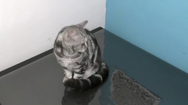 Переход права собственности при продаже породистого котенка.