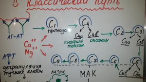 Система комплемента и пути ее активации(просто о сложном!!!)