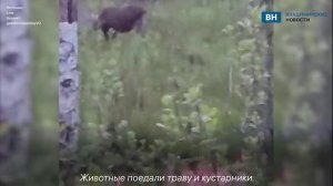 Во Владимирской области запечатлели пару лосей