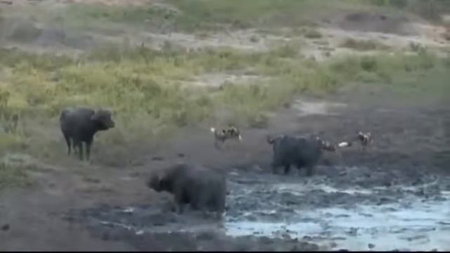 буйвол помогает вам избежать опасности, под атакой гиен, змея, антилопа смотреть онлайн