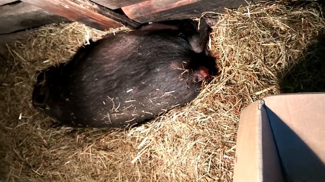 Опорос вьетнамской вислобрюхой свиньи/Новорожденные поросята смотреть онлайн