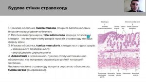 Стравохід. Анатомія