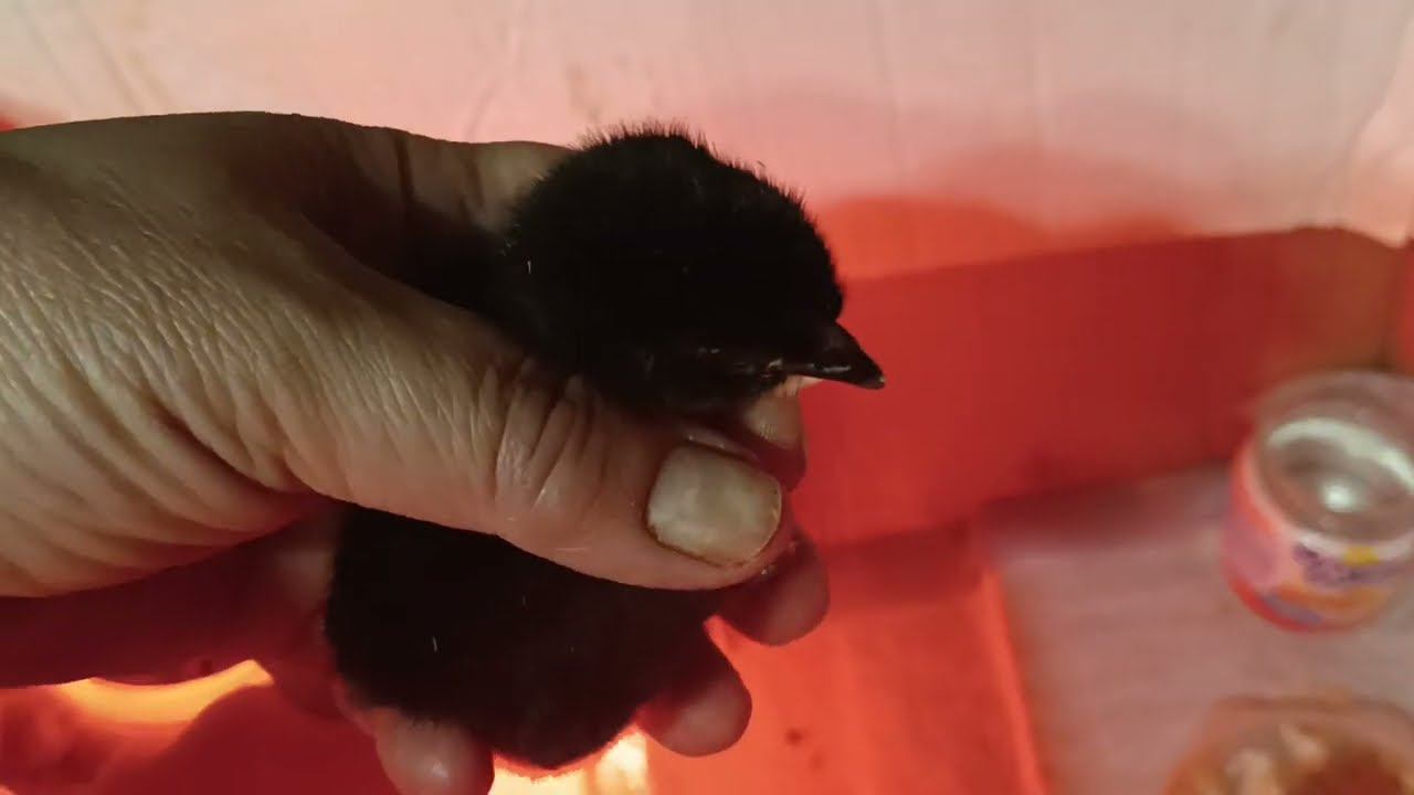 Первые цыплята 2024. смотреть онлайн