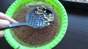 Проращивание пшеницы для кур несушек