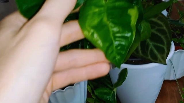 ??Яркие растения моей коллекции, которые не требуют много освещения.