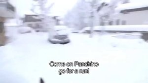 Почему чихуахуа на гуляет по снегу?