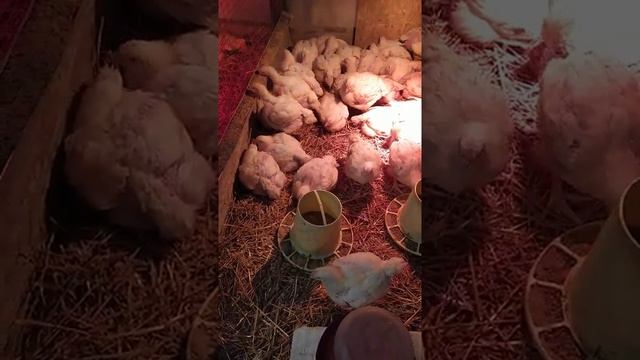 Кобб700 вес в 29 сутки 1860,переехали в курятник с обогревателем смотреть онлайн