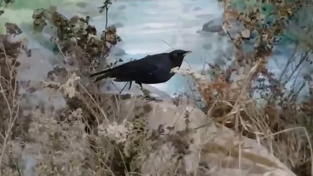 Талгарский музей природы