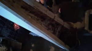 помётазборник , и уборка в курятнике