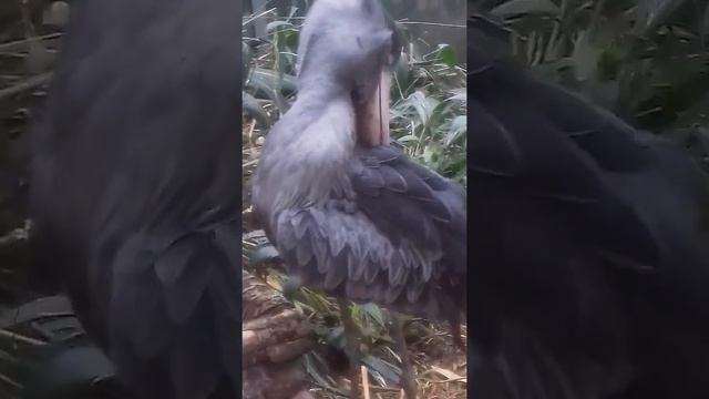 Пражский зоопарк (Странная птица) /  Prague Zoo (Strange Bird)