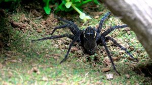 Six-spotted Fishing Spider - Rehousing & Feeding