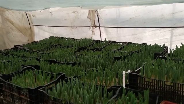 Выгонка тюльпанов 2019. Сорта моих тюльпанов! смотреть онлайн