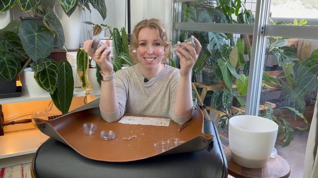 As sementes de Anthurium forgetii x crystallinum silver vão viajar!
