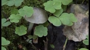 Свинушки - Кобылки, Вешенки и Ежовики в лесу .Грибы.