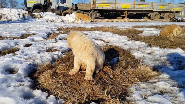 СУРДАН КАРАШ ГРЕТА (ПРОДАЖА) смотреть онлайн
