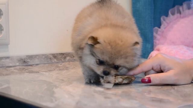Померанский шпиц~сука рыжий соболь 09/08/2020