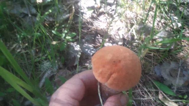 Подосиновики.грибы Краснодарского края смотреть онлайн