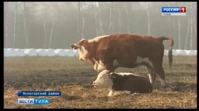 КФХ Герефорд Тульская область смотреть онлайн