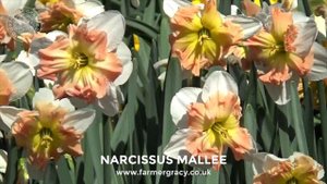 Narcissus 'Mallee' - FarmerGracy.co.uk