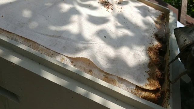 Вулик розібрав, мед відібрав. Результат шокував!!! Сім'я бджолина на акації попрацюва на відмінно. смотреть онлайн