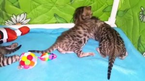 Бенгальские котята учатся ходить и играть / Bengal kittens playing