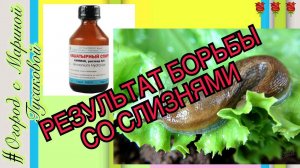 Вредители огорода - СЛИЗНИ, я их победила НАШАТЫРНЫМ СПИРТОМ