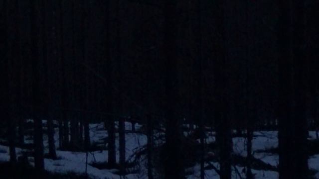 НА ИЗБУ С НОЧЕВКОЙ / ОХОТА НА ГЛУХАРЯ НА ТОКУ / ВЕСЕННЯЯ ОХОТА 2021 / РЫБАЛКА