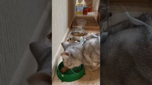 кошка ест корм асмр