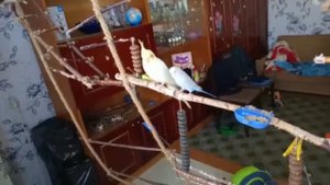 НЕдолгая дружба двух попугаев: Корелла и Волнистый:)