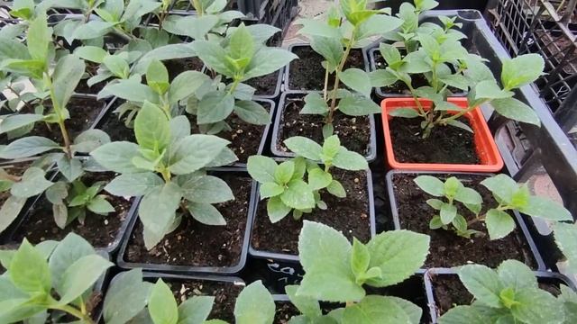 Паутинный клещ на гортензиях ‼️ смотреть онлайн