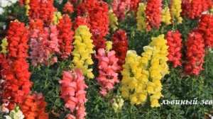 Какие семена цветов сеять в феврале