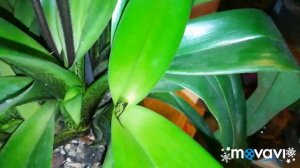 Орхидеи ♥️ уход и содержание орхидей Пафиопедилумов или ( Венерин башмачок) мой опыт