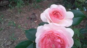 Розы сабрина,кейт,констанс,вентилло, делия, пэт остин.