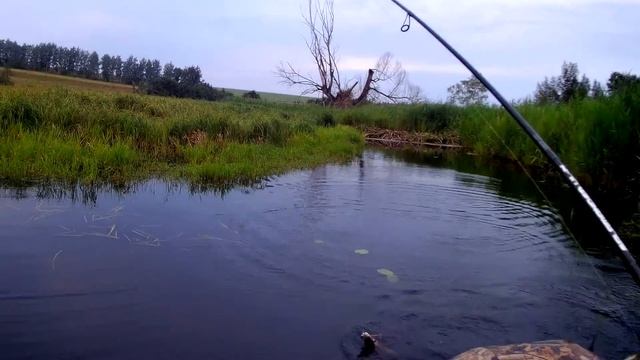 ЯЗЬ и COLAVL PRO смотреть онлайн