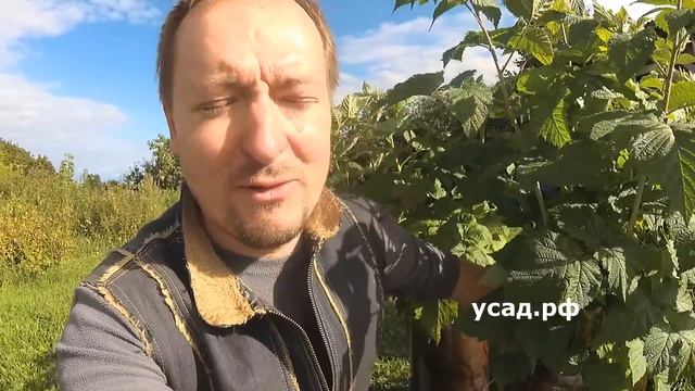 Малиновое дерево - правда или обман маркетологов?