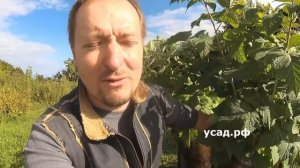 Малиновое дерево - правда или обман маркетологов?