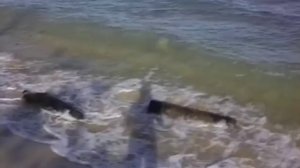 Переступить горизонт. Виталий Сундаков