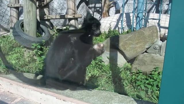 Черный мангобей смотреть онлайн