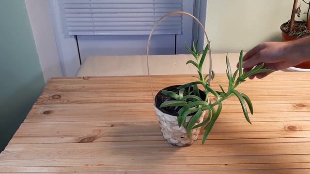 Repotting my Carpobrotus edulis - Ice plant смотреть онлайн