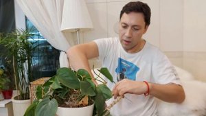Филодендрон Сканденс новая форма опоры